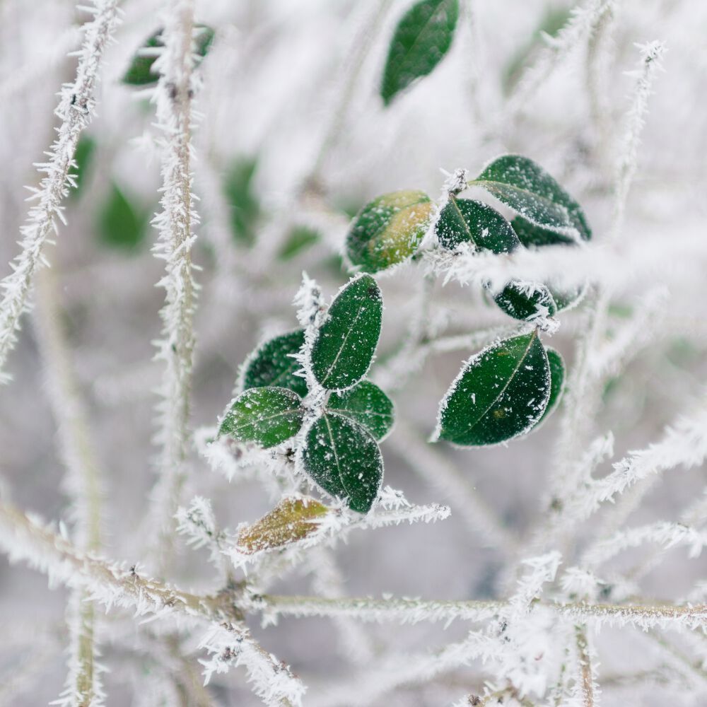 Tous les haïkus d'hiver | Temple du Haïku