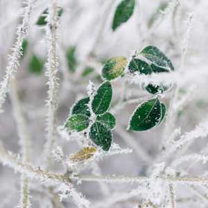 Les haïkus d'hiver